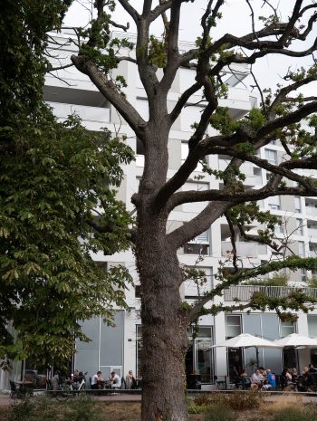 Plusieurs arbres devant un immeuble de sept étages