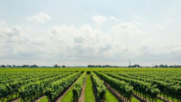 : Guide complet pour une transaction viticole réussie